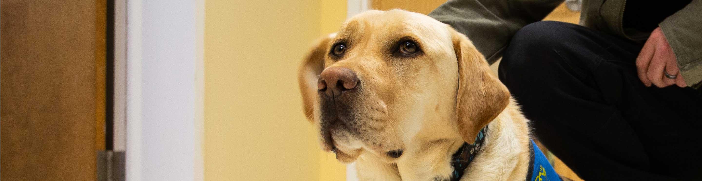Dorado, IWK's Accredited Facility Therapy Dog